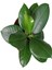 Videolu Kauçuk Bitkisi 1 Adet Saksılı/ Tüplü 60-90 cm Ofis Salon Ev İç Mekan Bitkisi Ficus Elastica 1