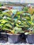 Videolu Kauçuk Bitkisi 1 Adet Saksılı/ Tüplü 60-90 cm Ofis Salon Ev İç Mekan Bitkisi Ficus Elastica 3