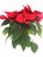 Videolu Ponsetya Atatürk -Yılbaşı Çiçeği 1 Adet Saksılı 30-60 cm İç Mekan Hediyelik Bitki(Poinsettia) 2