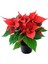 Videolu Ponsetya Atatürk -Yılbaşı Çiçeği 1 Adet Saksılı 30-60 cm İç Mekan Hediyelik Bitki(Poinsettia) 3