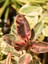 Videolu Alacalı Kauçuk 1 Adet Saksılı 60-80 cm İç Mekan Süs Bitkisi (Ficus Elastica Belize) 3