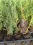 Leylandi Fidanı (10 25 cm)40 Adet Viyolde Min Boy Cupressus Leylandii 1