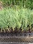 Leylandi Fidanı (10 25 cm)40 Adet Viyolde Min Boy Cupressus Leylandii 2