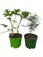 2'li Set Mini Itır + Mini Tül (5 - 10 cm) Saksılı İç/ Dış Mekan Bitkileri 1