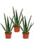 Aloe Vera Bitkisi 3'lü Ekonomik Paket 1