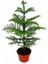 Salon Çamı Arokarya Araucaria 60 - 80 cm (Ev - Ofis - Salon Bitkisi) 1