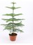 Salon Çamı Arokarya Araucaria 60 - 80 cm (Ev - Ofis - Salon Bitkisi) 2