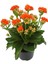 Turuncu Çiçekli Kalanşo ( Kalanchoe ) Çiçeği İthal Büyük Boy 1