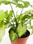 Melek Kanadı Çiçeği 1 Adet Saksılı 10 - 15 cm İç Mekan Ev Bitkisi (Syngonium Mango Allusion) 3