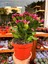 Pembe Yılbaşı Çiçeği 1 Adet Saksılı 15 - 25 cm İç Mekan Ev Salon Bitkisi (Schlumbergera Pink) 1
