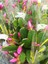 Pembe Yılbaşı Çiçeği 1 Adet Saksılı 15 - 25 cm İç Mekan Ev Salon Bitkisi (Schlumbergera Pink) 3