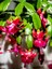 Pembe Yılbaşı Çiçeği 1 Adet Saksılı 15 - 25 cm İç Mekan Ev Salon Bitkisi (Schlumbergera Pink) 4