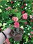 Videolu Dikenler Tacı Çiçekli İthal Tayland Milli (30 - 40 cm) Saksılı Euphorbia 2