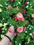 Videolu Dikenler Tacı Çiçekli İthal Tayland Milli (30 - 40 cm) Saksılı Euphorbia 4