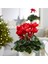 Siklamen Çiçeği Kırmızı Dekoratif Cyclamen 2