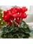 Siklamen Çiçeği Kırmızı Dekoratif Cyclamen 3
