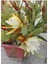 Sarı Renk Atlas Çiçeği 15-25 cm (Yellow Epiphyllum) 1