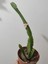 Sarı Renk Atlas Çiçeği 15-25 cm (Yellow Epiphyllum) 2