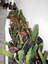 Sarı Renk Atlas Çiçeği 15-25 cm (Yellow Epiphyllum) 3