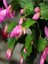 Schlumbergera 'pink' - Kaktüs Pembe Yılbaşı Çiçeği Yıllık Bitki İç Mekan Bitkisi 1
