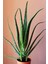 Aloevera Bitkisi 55 cm Uzunlukta - Saksılı 1