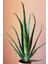 Aloevera Bitkisi 55 cm Uzunlukta - Saksılı 2