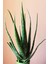 Aloevera Bitkisi 55 cm Uzunlukta - Saksılı 3