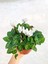 Beyaz Cyclamen Çiçeği Saksıda Çiçekli Sıklamen Hediyelik Bitki 1