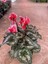 Kırmızı Acem Sıklamen / Tavşan Kulağı / Cyclamen 3
