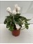 Cyclamen Siklamen 2 Adet Pembe ve Beyaz Çiçekli Bodur Bitki 1