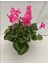 Cyclamen Siklamen 2 Adet Pembe ve Beyaz Çiçekli Bodur Bitki 4