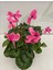 Cyclamen Siklamen 2 Adet Pembe ve Beyaz Çiçekli Bodur Bitki 5