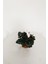 Sıklamen Çiçeği - Cyclamen 20-30 cm Hediyelik Bitki 3