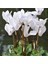 Beyaz Siklamen Çiçeği 5 Adet Cyclamen 1