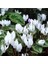 Beyaz Siklamen Çiçeği 5 Adet Cyclamen 2