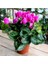 Saksılı Büyük Boy Pembe Siklamen Çiçeği 30 cm Hediyelik Çiçek 1