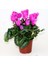 Saksılı Büyük Boy Pembe Siklamen Çiçeği 30 cm Hediyelik Çiçek 4