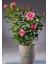 Yediveren Pembe Renk Gül Fidanı 1 Adet Saksılı 30-50 cm 1