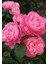 Yediveren Pembe Renk Gül Fidanı 1 Adet Saksılı 30-50 cm 2