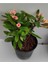 Videolu Milli Dikenler Tacı (32 45 cm) Saksılı Euphorbia 1