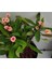 Videolu Milli Dikenler Tacı (32 45 cm) Saksılı Euphorbia 2