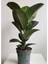 Hediyelik Mini Boy Kauçuk Çiçeği Canlı Yapraklı 20-45 cm (Ficus Elastica) 1