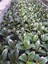 Hediyelik Mini Boy Kauçuk Çiçeği Canlı Yapraklı 20-45 cm (Ficus Elastica) 2