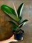 Hediyelik Mini Boy Kauçuk Çiçeği Canlı Yapraklı 20-45 cm (Ficus Elastica) 3