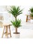 Yucca Bitkisi 2 Gövdeli Yuka Bitkisi Avize Çiçeği 80 100 cm Ev Salon Bitkisi 1