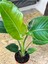 Strelitzia Starliçe 50-70 cm Boyunda Tek Gövdeli Salon Bitkisi İç Mekan Bitkisi 2