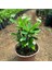Videolu Milli Dikenler Tacı Çiçeği (Beyaz) (25 40 cm) Saksılı Mega Boy Euphorbia 4