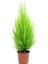 Limon Kokulu Limoni Servi Cupressus Ev Ofis Salon Çamı 30-40 cm 1