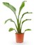 Strelitzia Starliçe 50-70 cm Boyunda Tek Gövdeli Salon Bitkisi İç Mekan Bitkisi 3