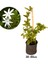 Ful Yasemin Çiçeği Yoğun Kokulu 30-60 cm Sarmaşık Bitki (Jasminum) 1